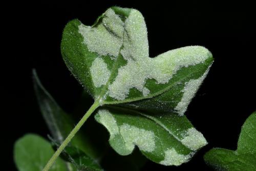 Réf. 207 782 : Aceria macrocheluserinea